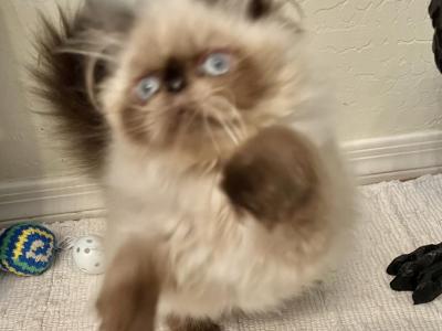 Sassy - Himalayan - Gallery Photo #1