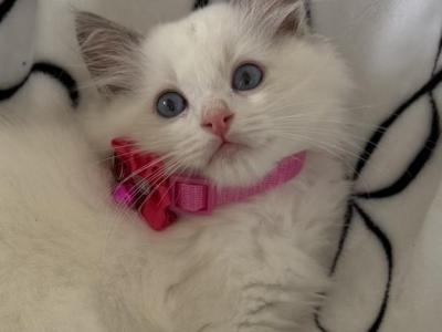 TICA Blue Bicolor Girl Ocean - Ragdoll - Gallery Photo #1