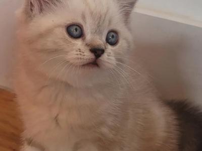Staffan - Persian - Gallery Photo #1