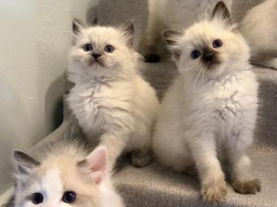 Pure Ragdoll Kitten Male Kim - Ragdoll - Gallery Photo #1