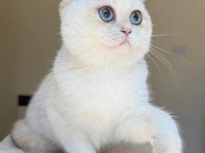 Lamajeur Cattery Chinchilla Kitten Deep Blue Eyes - British Shorthair - Gallery Photo #1