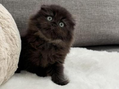 Master The Scottish Fold Longhair Male - Scottish Fold - Gallery Photo #1
