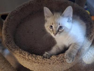 Lynx Point Siamese Biy - Siamese - Gallery Photo #1