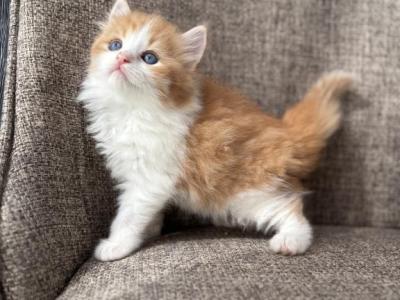 Boy Siberian Purebred Classic Red Tabby With White - Siberian - Gallery Photo #1