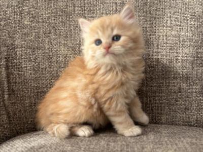 Girl Siberian Purebred Cream Spotted Tabby - Siberian - Gallery Photo #1