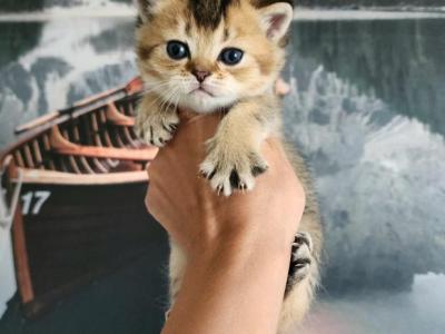 Scottish Stright Spike - Scottish Fold - Gallery Photo #1