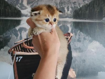 Scottish Ford Cinnamon - Scottish Fold - Gallery Photo #1