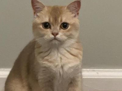 Mica - British Shorthair - Gallery Photo #1