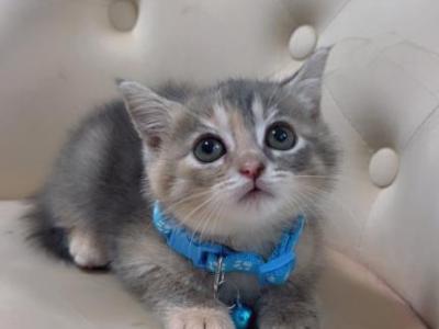 Beautiful Kittens Ready For Homes - American Shorthair - Gallery Photo #1