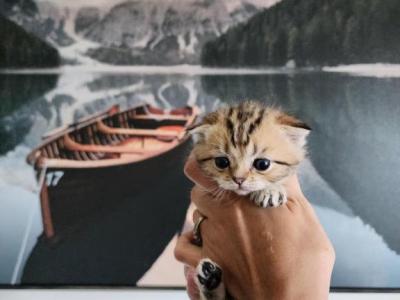 Scottish Fold Mario - Scottish Fold - Gallery Photo #1