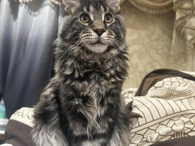 Sunny - Maine Coon - Gallery Photo #1