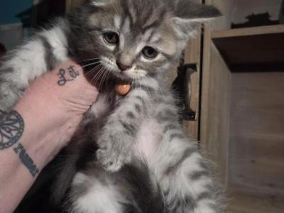 2 Blue Males - Himalayan - Gallery Photo #1