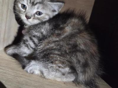Chocolate Female - Himalayan - Gallery Photo #1
