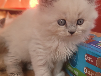 Epcilon - Persian - Gallery Photo #1