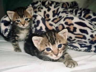 Russian Blue Tabby Mix - Domestic - Gallery Photo #1