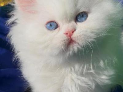 Beautiful Dollface White Blue Eyes - Persian - Gallery Photo #1