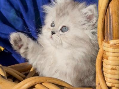 Ggorgeous Silver Shaded Chinchilla Dollface Male - Persian - Gallery Photo #1