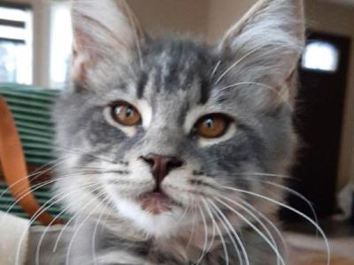 Susan Purebred Maine Coon - Maine Coon - Gallery Photo #1