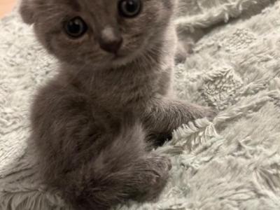Bunny - Scottish Fold - Gallery Photo #1