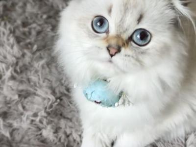 Golden Shaded Point Girl - Scottish Fold - Gallery Photo #1