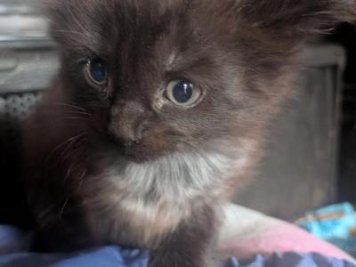 Coal - Domestic - Gallery Photo #1