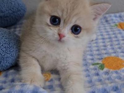 Lucian_ - British Shorthair - Gallery Photo #1