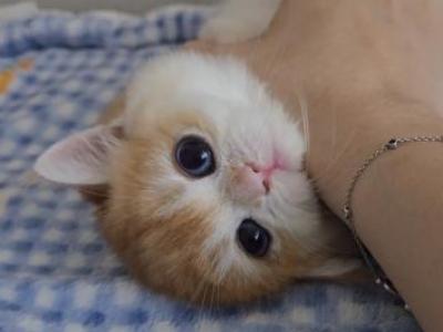 Royce - British Shorthair - Gallery Photo #1