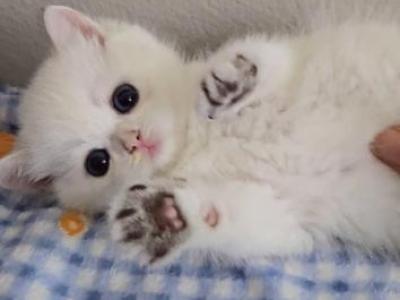 Aven - British Shorthair - Gallery Photo #1