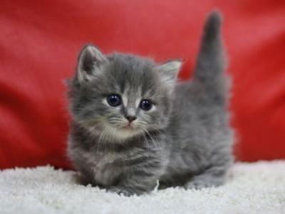Munchkin Kittens Ready To Go Now - Munchkin - Gallery Photo #1