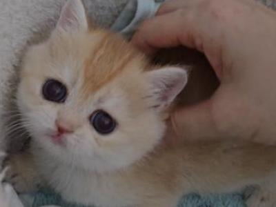 Adel - British Shorthair - Gallery Photo #1