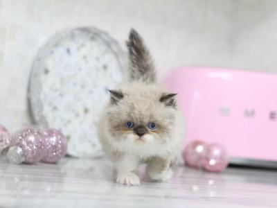 Persian Kittens Ready To Go Now - Persian - Gallery Photo #1