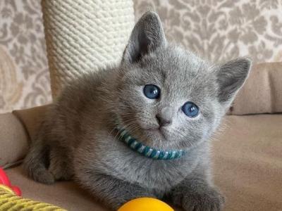 Russian Blue Kittens Ready To Go Now - Russian Blue - Gallery Photo #1