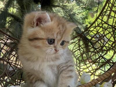 British Shorthair Kittens Ready To Go Now - British Shorthair - Gallery Photo #1