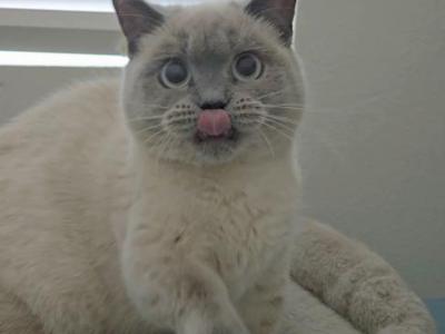Mitsy - Munchkin - Gallery Photo #1