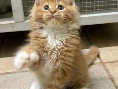Maine Coon Kittens Ready To Go Now - Maine Coon - Gallery Photo #1
