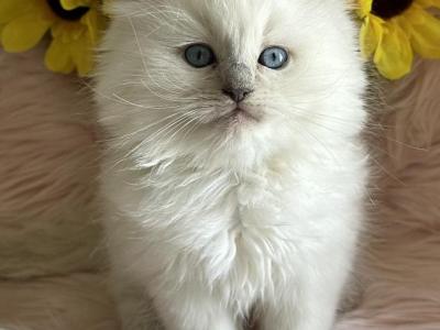 Ragdoll Kittens Ready To Go Now - Ragdoll - Gallery Photo #1