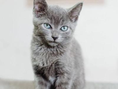 Russian Blue Kittens Ready To Go Now - Russian Blue - Gallery Photo #1