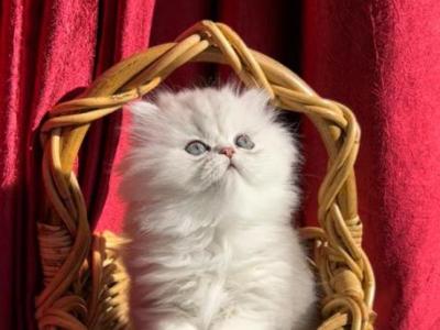 Persian Kittens Ready To Go Now - Persian - Gallery Photo #1