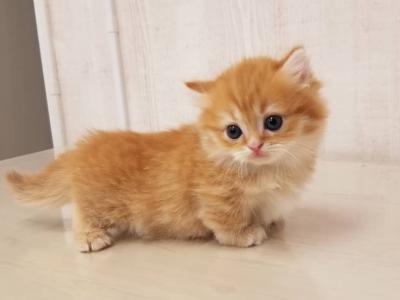 Munchkin Kittens Ready Now - Munchkin - Gallery Photo #1