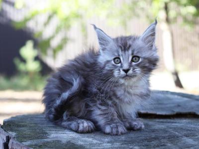 Maine Coon Kittens Ready Now - Maine Coon - Gallery Photo #1