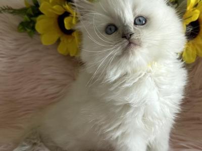 Healthy Ragdoll Kittens For Sale - Ragdoll - Gallery Photo #1