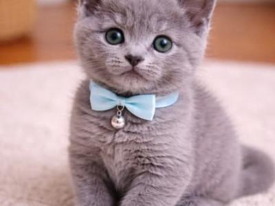 Healthy Russian Blue Kittens For Sale - Russian Blue - Gallery Photo #1