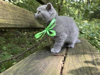 Healthy British Shorthair Kittens For Sale - British Shorthair - Gallery Photo #1