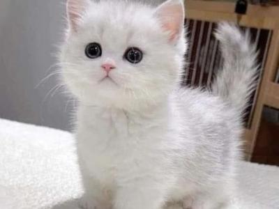 Healthy Munchkin Kittens For Sale - Munchkin - Gallery Photo #1