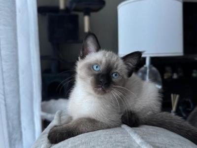 ONE FEMALE SIAMESE - Siamese - Gallery Photo #1
