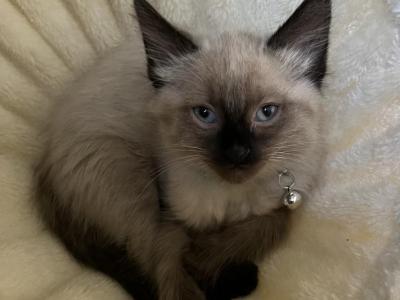 Willow - Siamese - Gallery Photo #1