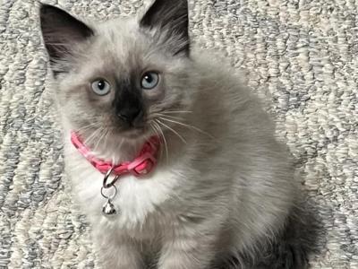 Jasmine - Siamese - Gallery Photo #1