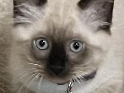 Bella - Siamese - Gallery Photo #1