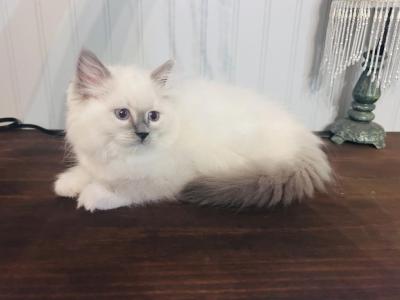 Sophia - Ragdoll - Gallery Photo #1