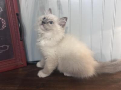 Blue Mitted Male - Ragdoll - Gallery Photo #1